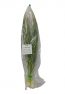 spring onion